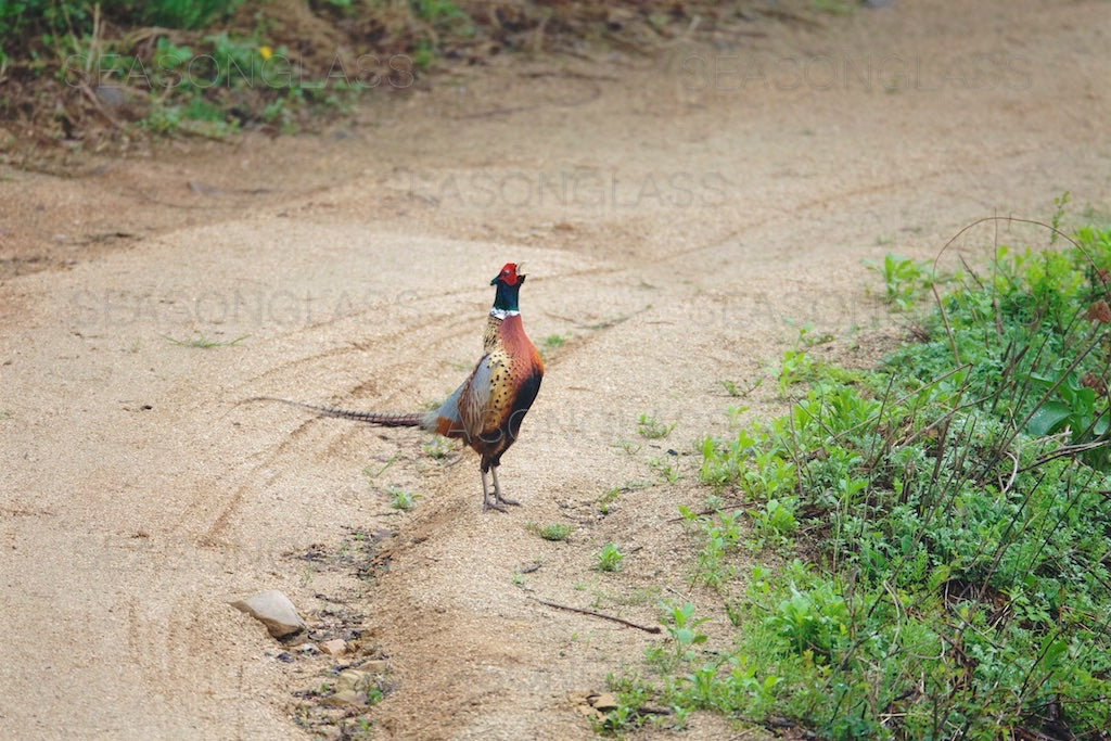 Cock Pheasant