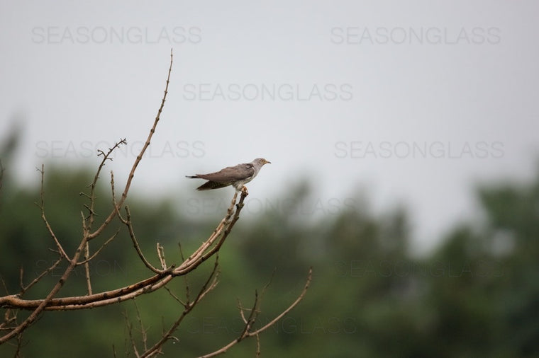 Common Cuckoo