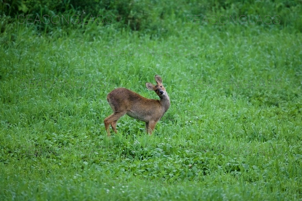 Water Deer