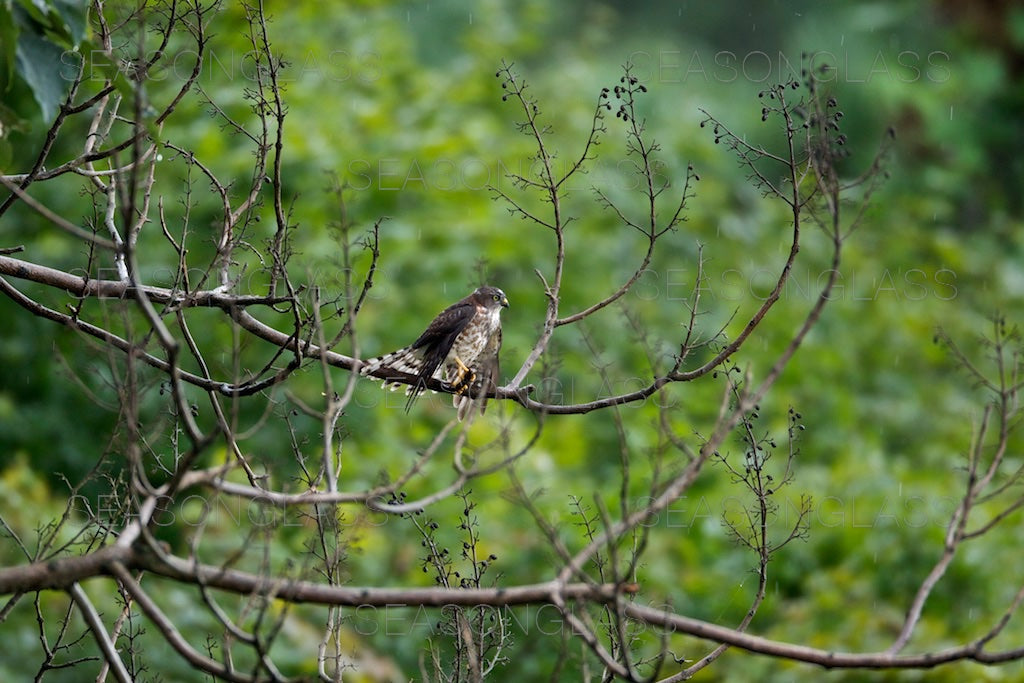 Chinese Sparrowhawk