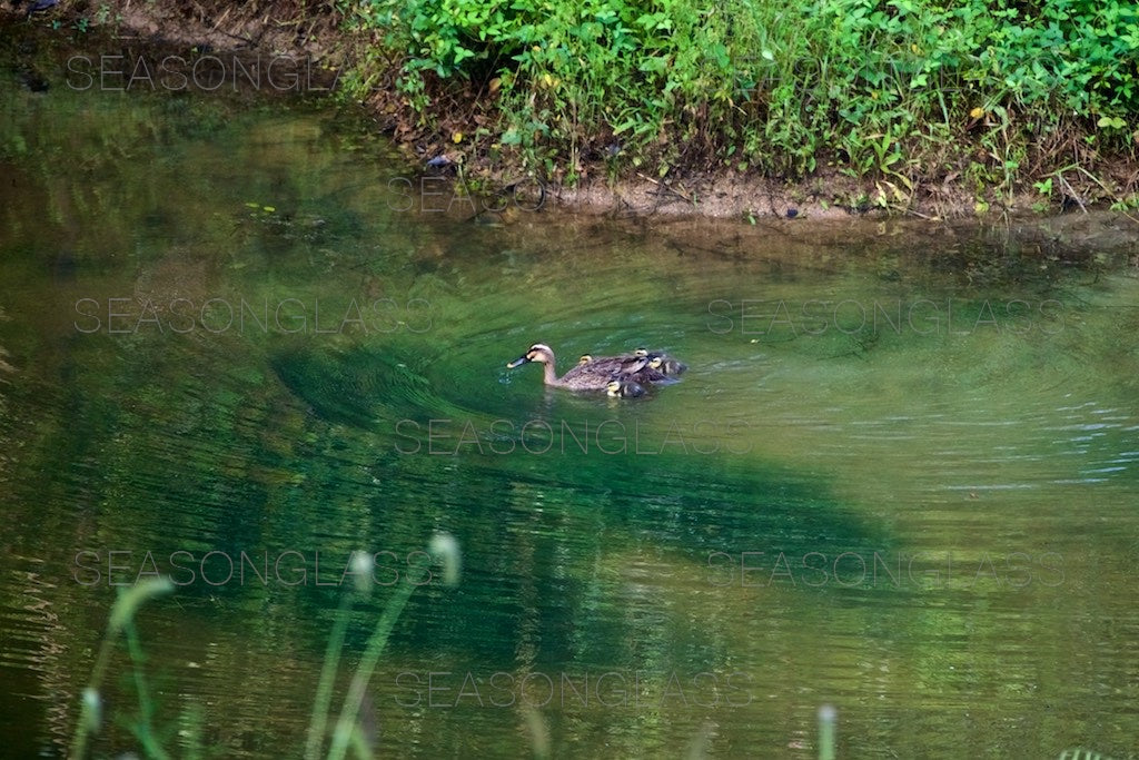 Family of Spot-billed Ducks