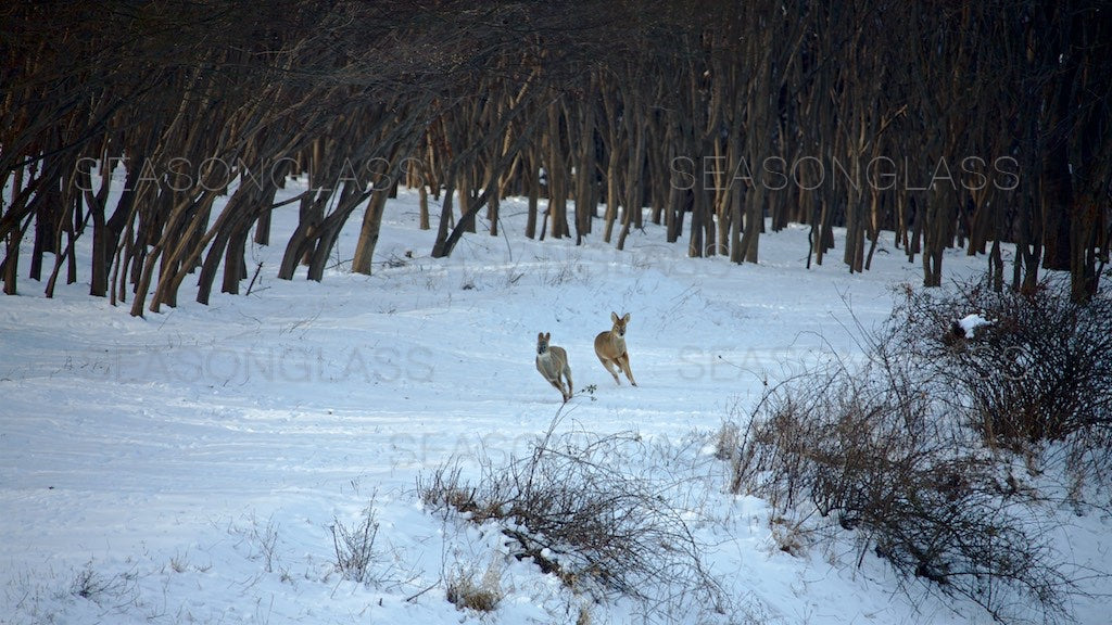 Water Deer