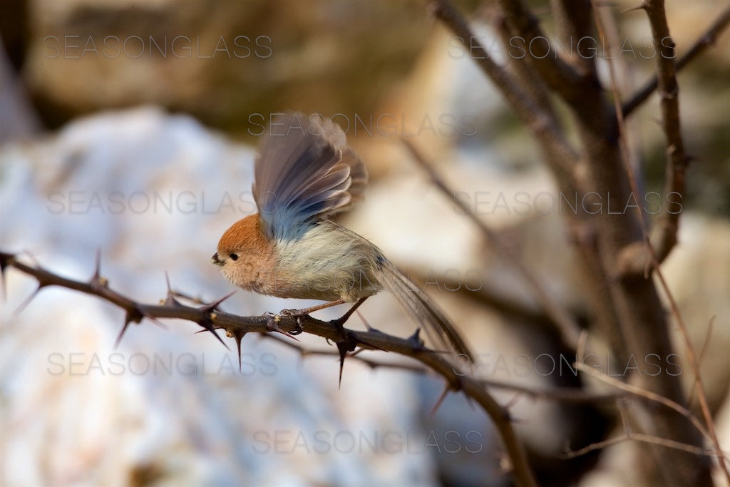 Vinous-throated Parrotbill