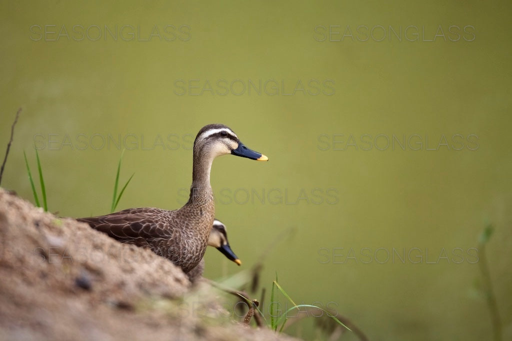 Spot-billed Ducks