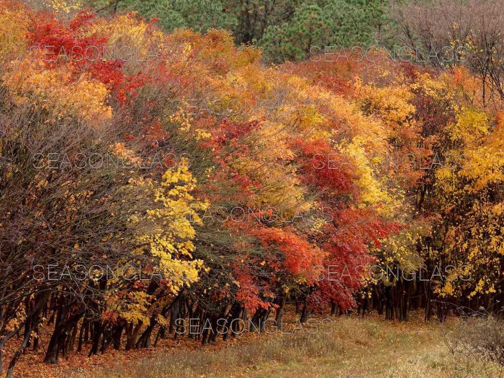 Maple Trees in Autumn