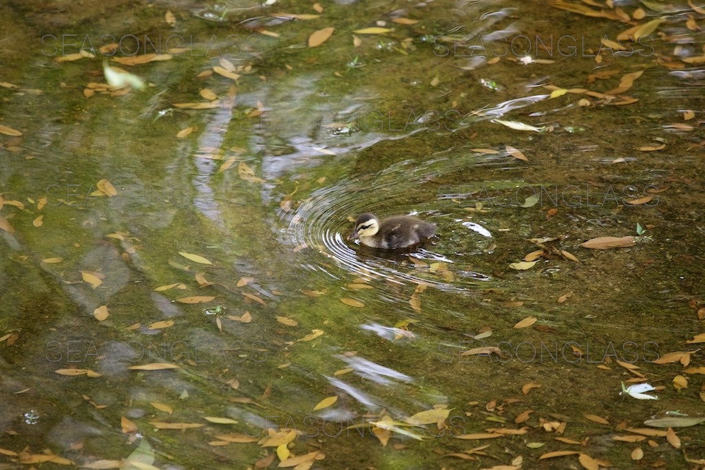 Spot-billed Duckling