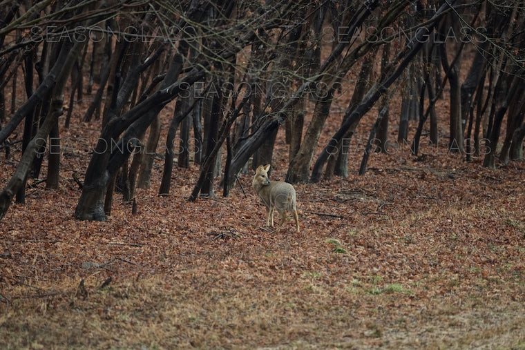 Water Deer