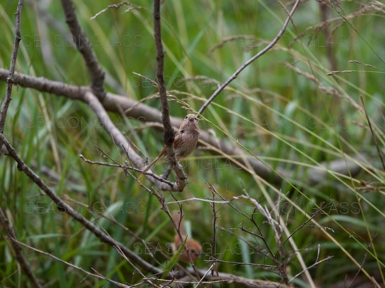 Vinous-throated Parrotbill