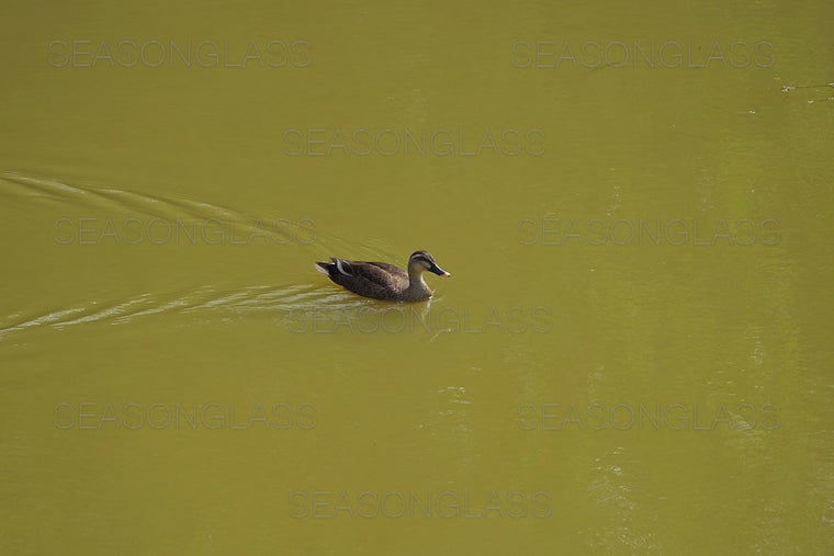 Spot-billed Ducks