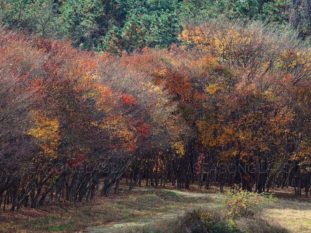 Maple Trees in Autumn