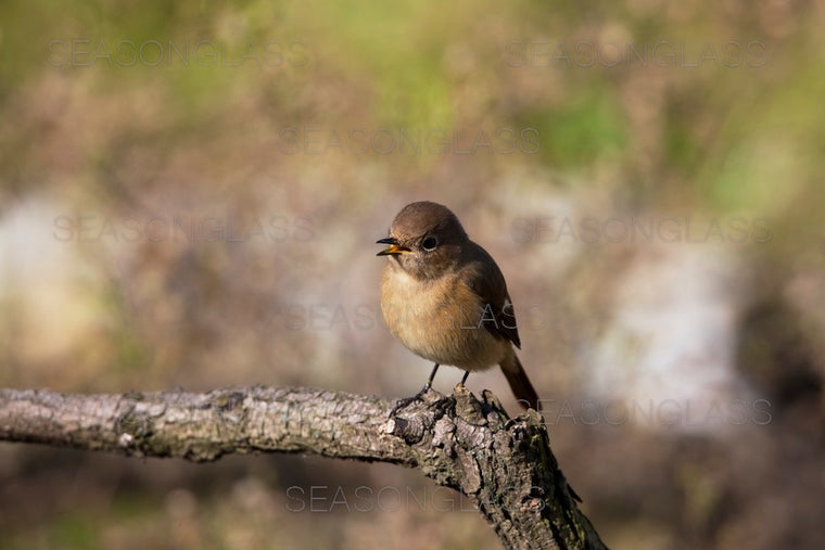 Daurian Redstart
