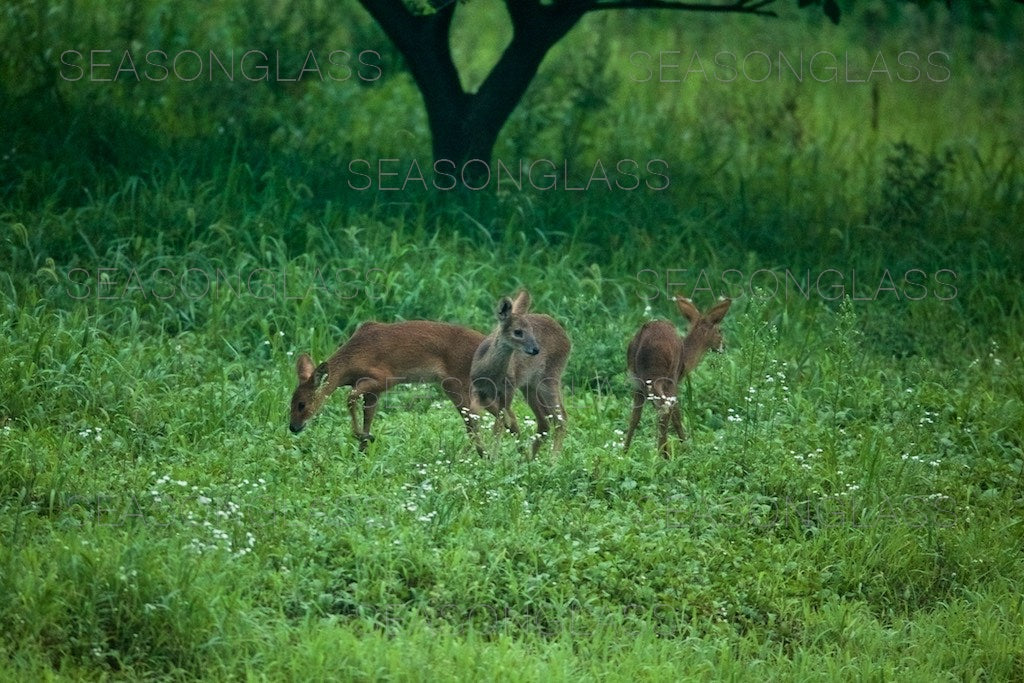 Water Deer