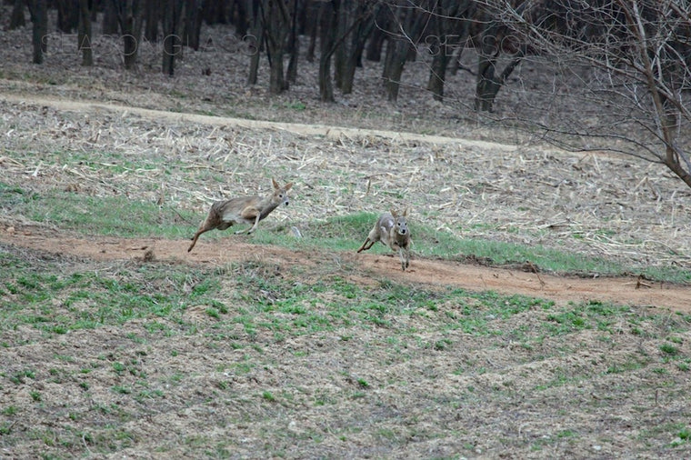 Water Deer in Winter