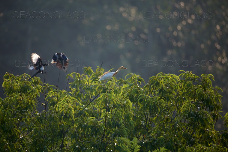 Magpies and Cattle Egret