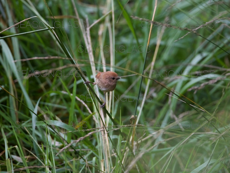 Vinous-throated Parrotbill