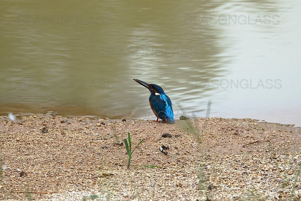 Common Kingfisher