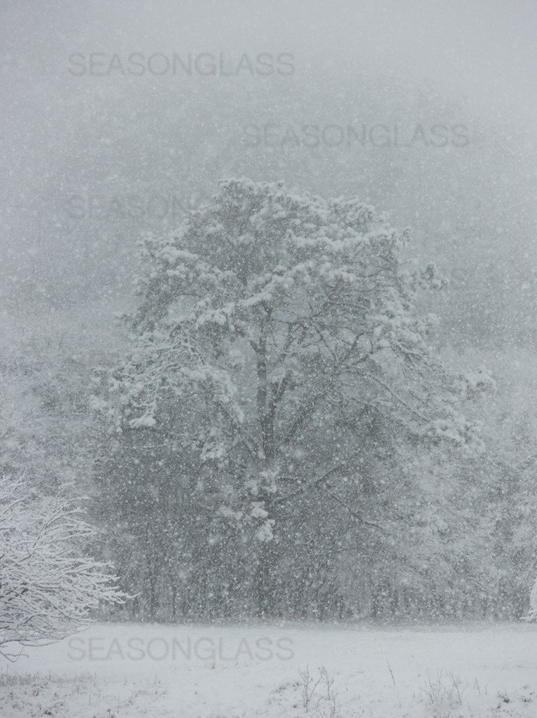 Pine Tree in Winter