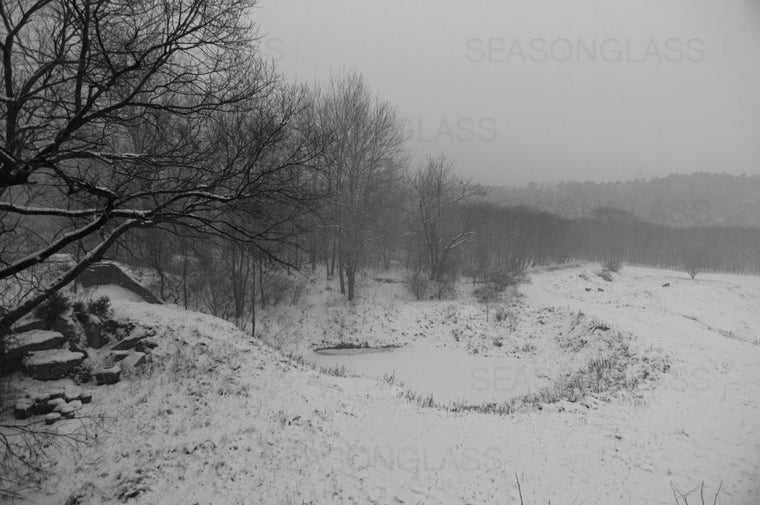 Woods in Winter