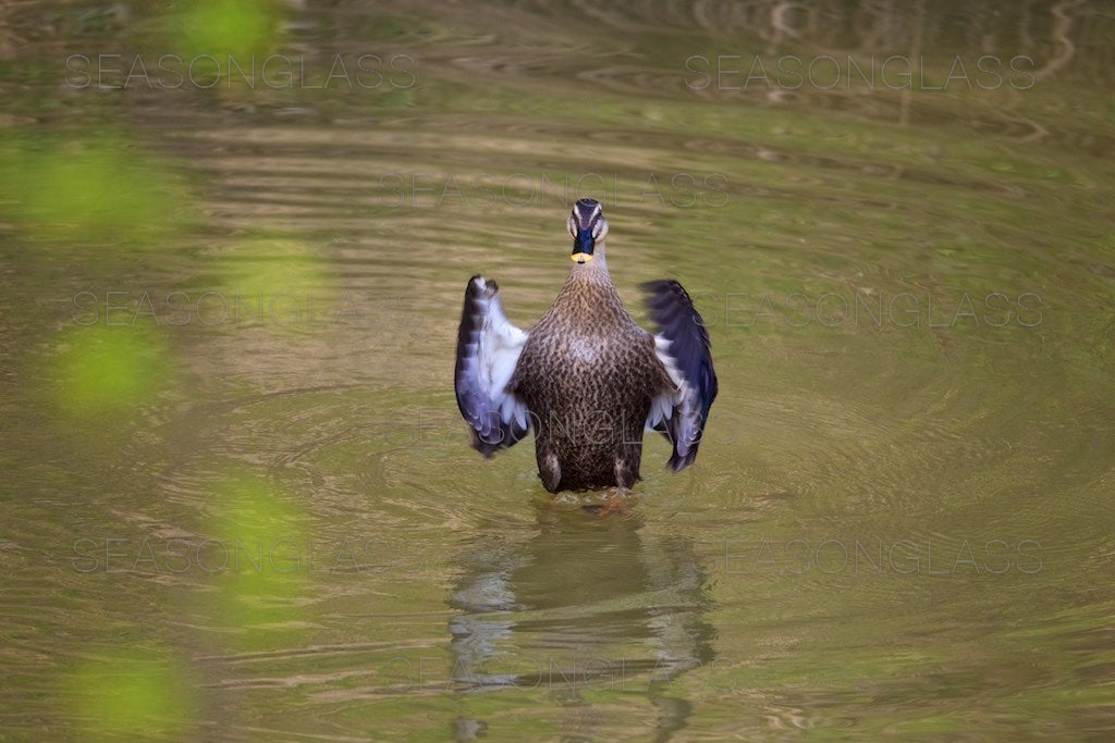 Spot-billed Duck