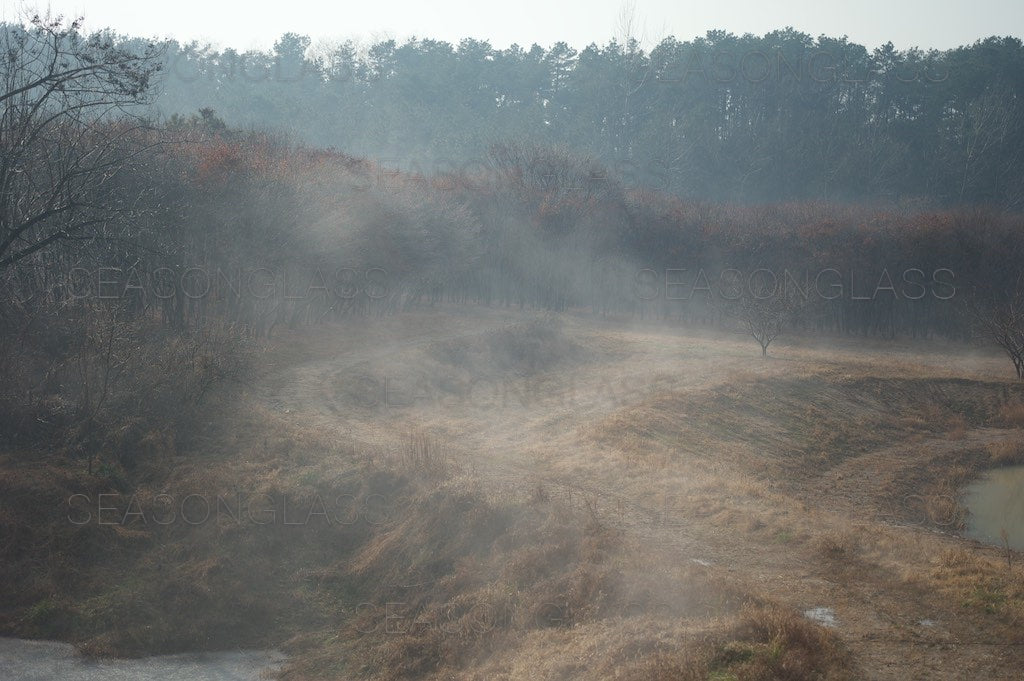 Woods in Autumn Mist