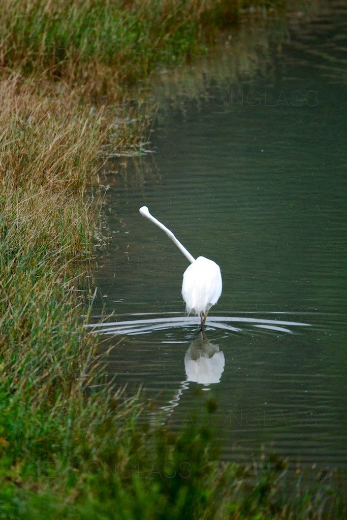 Egret