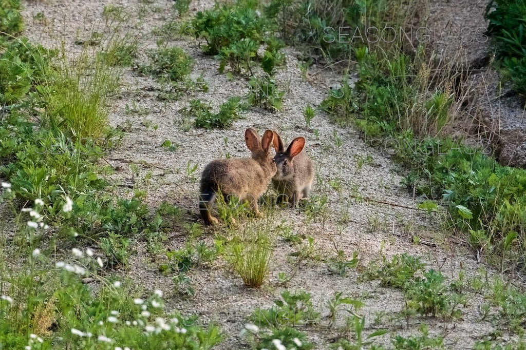 Wild Rabbits