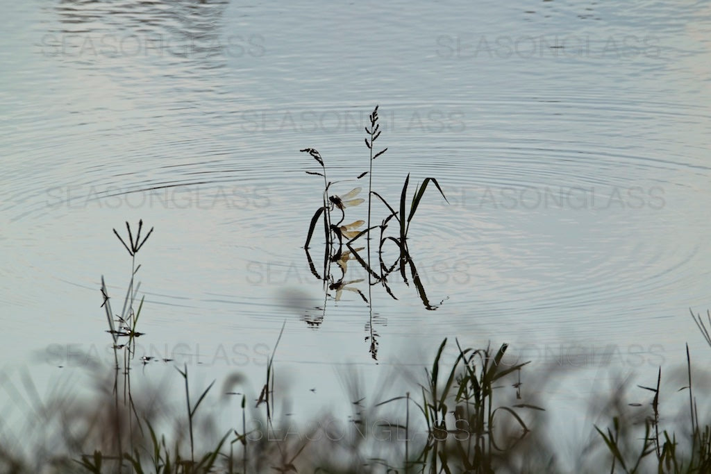 Dragonflies Mating