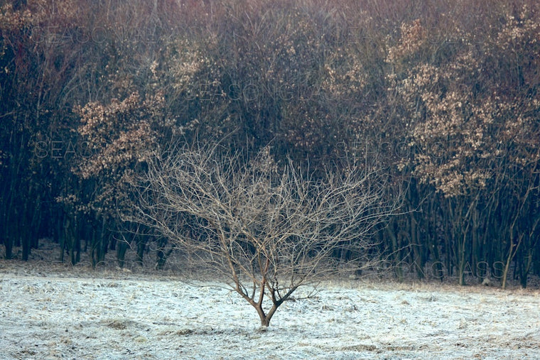 Mulberry Tree