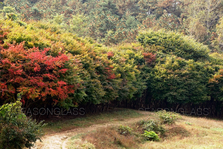 Maple Trees in Autumn