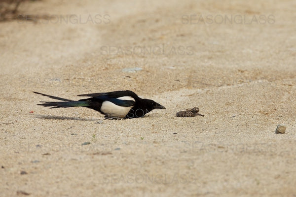 Magpie And Korean Rat Snake Ahae
