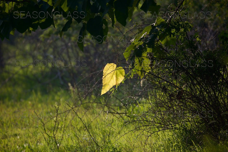 Light