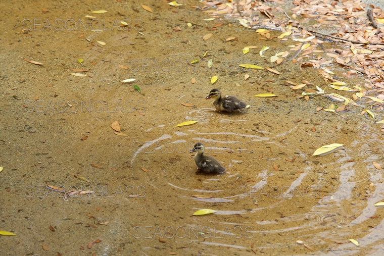 Spot-billed Ducklings