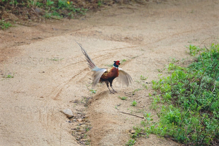 Cock Pheasant