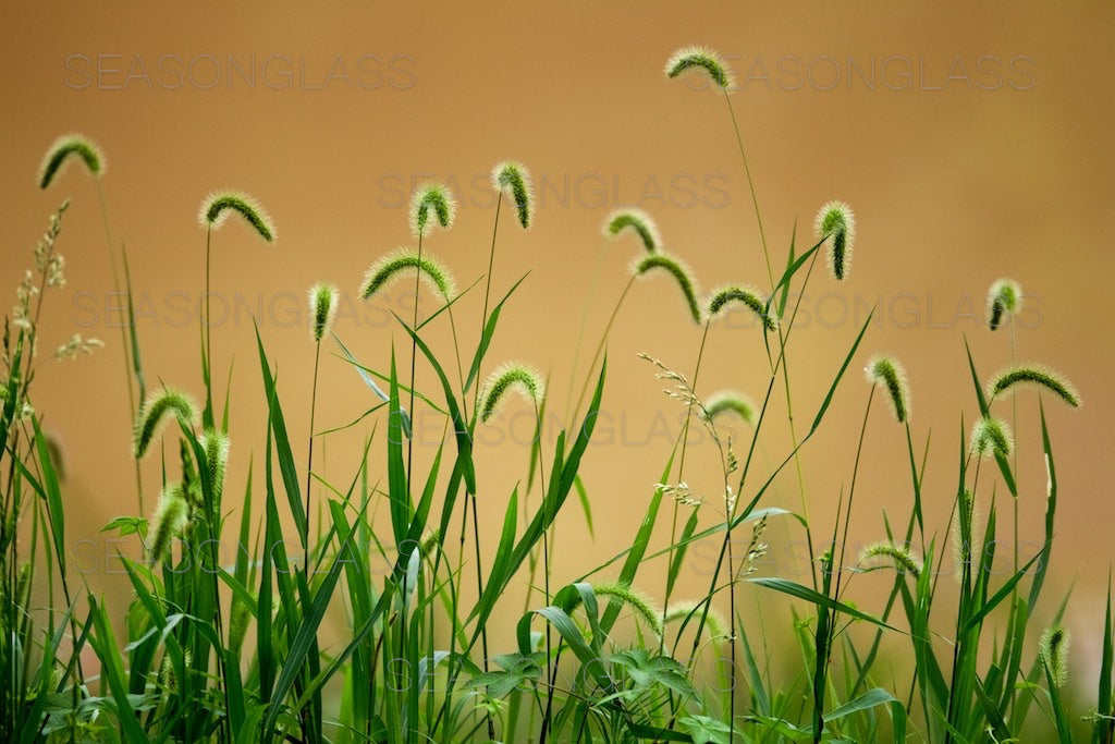 Green Foxtails