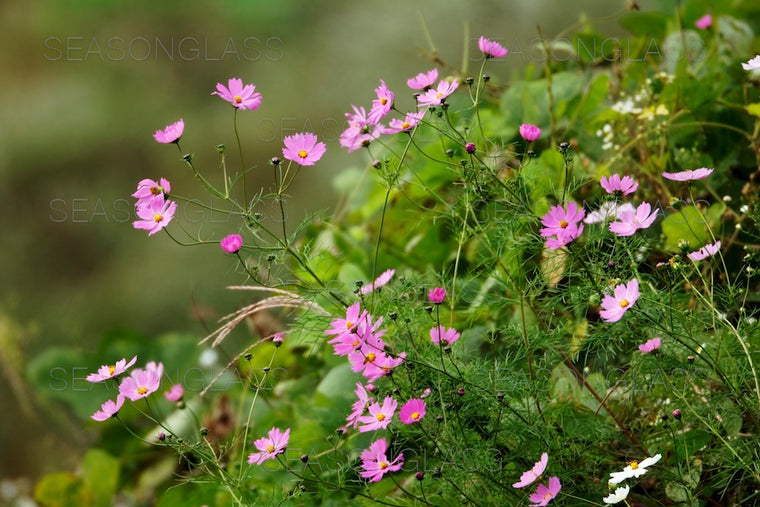 Cosmos