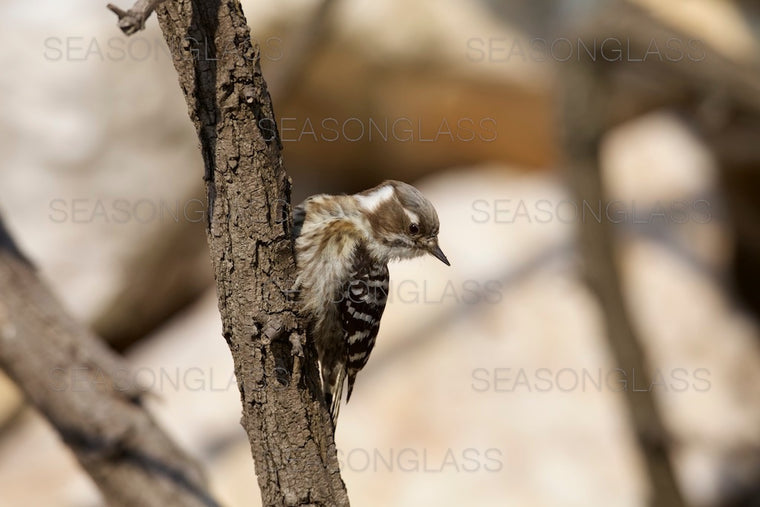 Pygmy Woodpecker