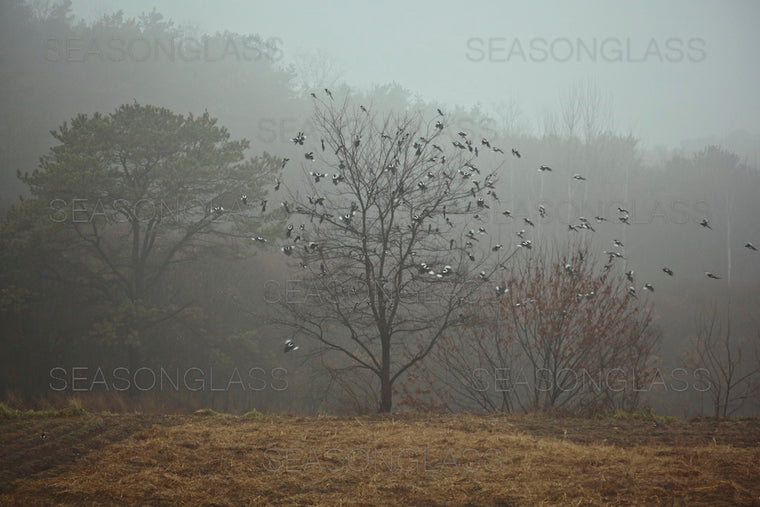 Flock of Magpies