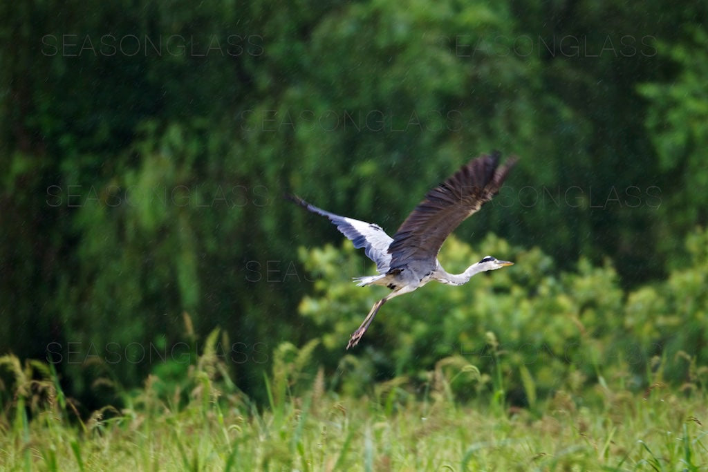 Grey Heron