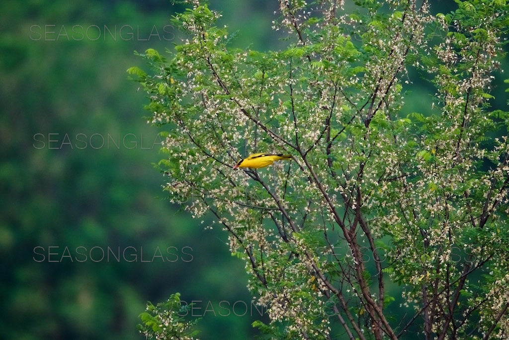 Black-naped Oriole