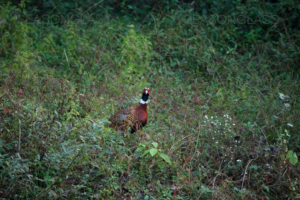 Cock Pheasant