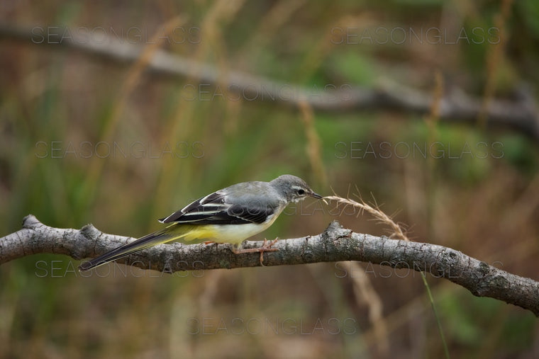 Grey Wagtail