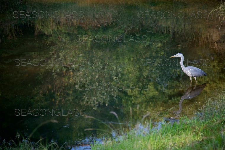 Grey Heron