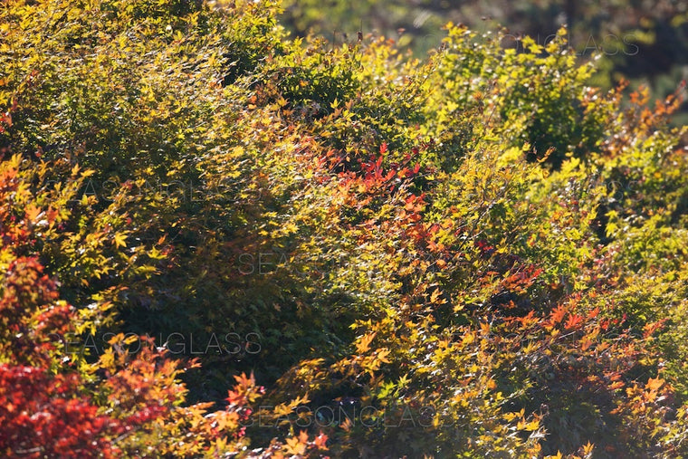 Maple Trees in Autumn