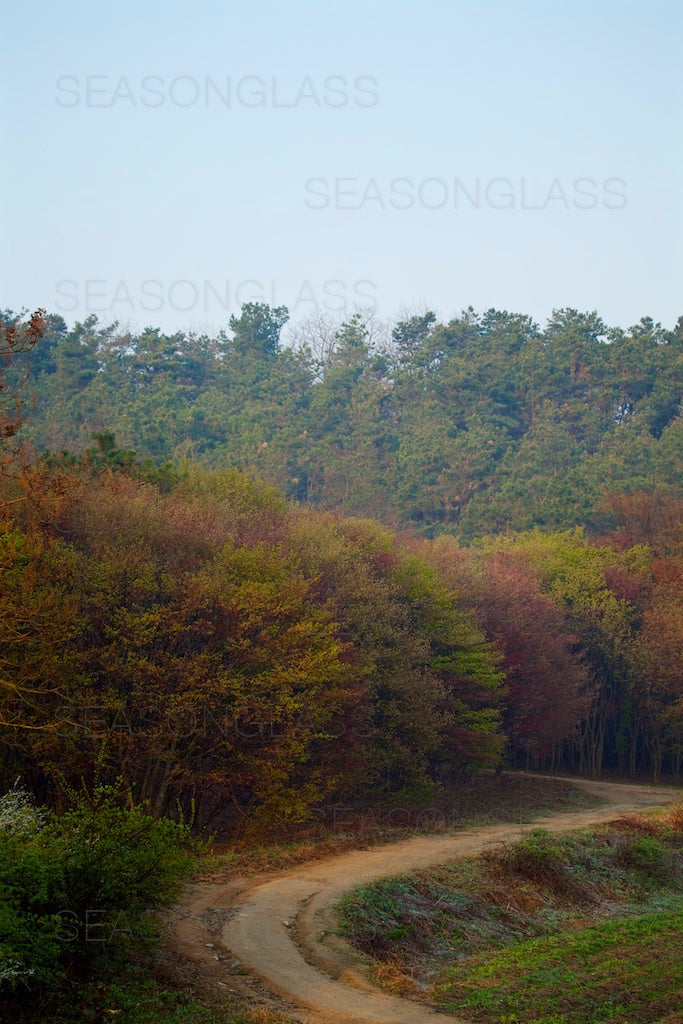Woods in Spring