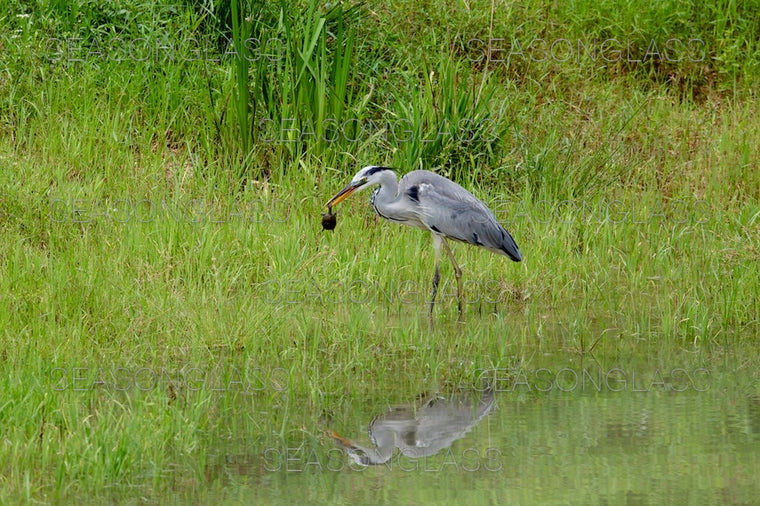 Grey Heron with Terrapin