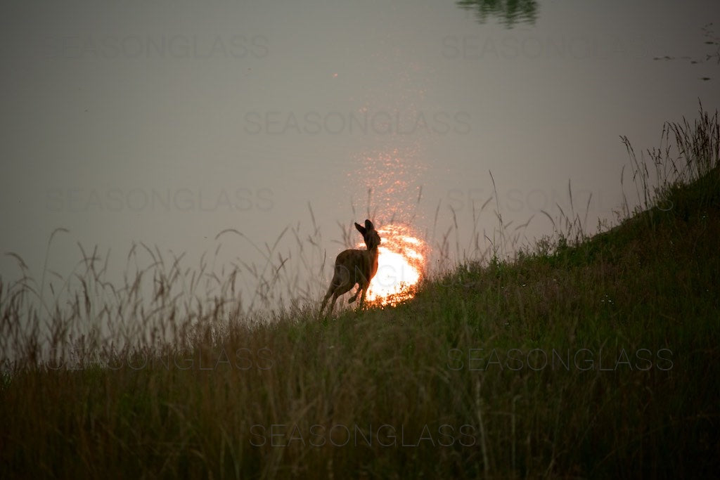 Water Deer