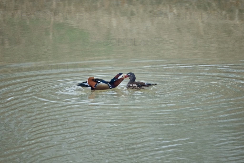 Pair of Mandarin Ducks