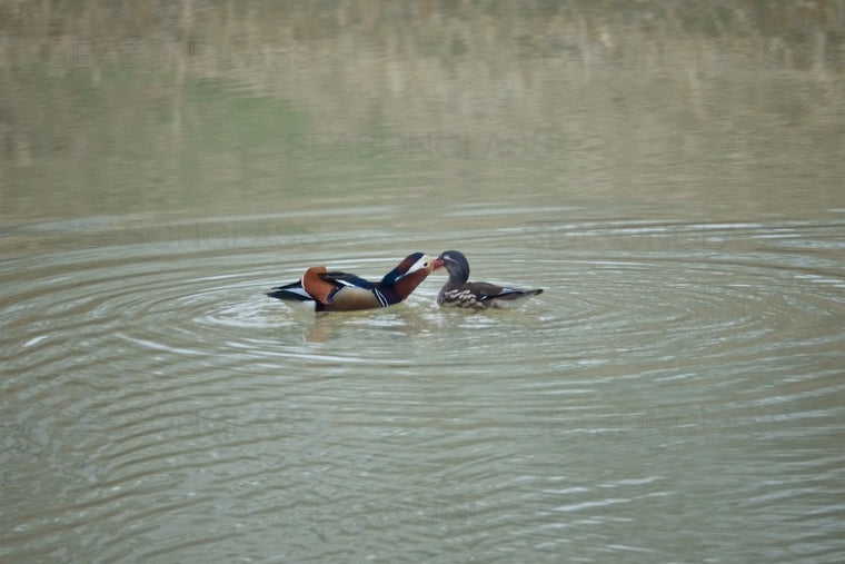 Pair of Mandarin Ducks