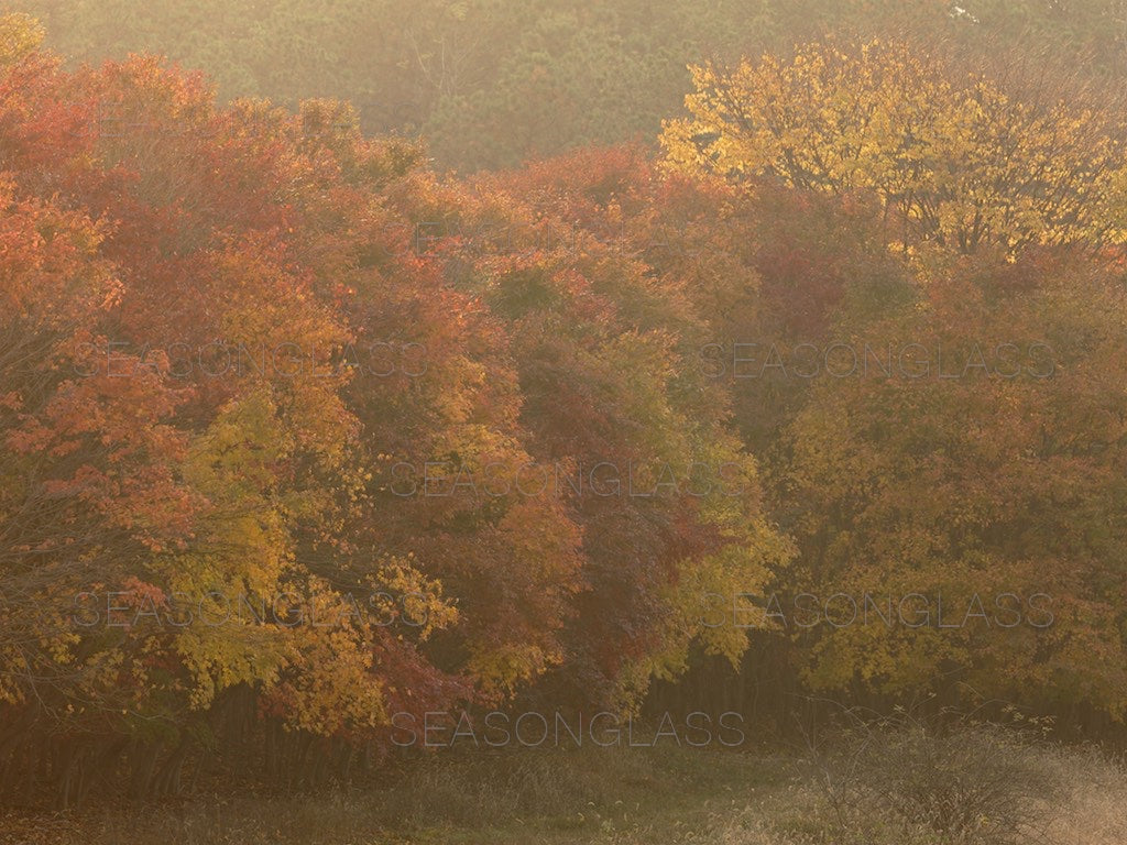 Maple Trees in Autumn