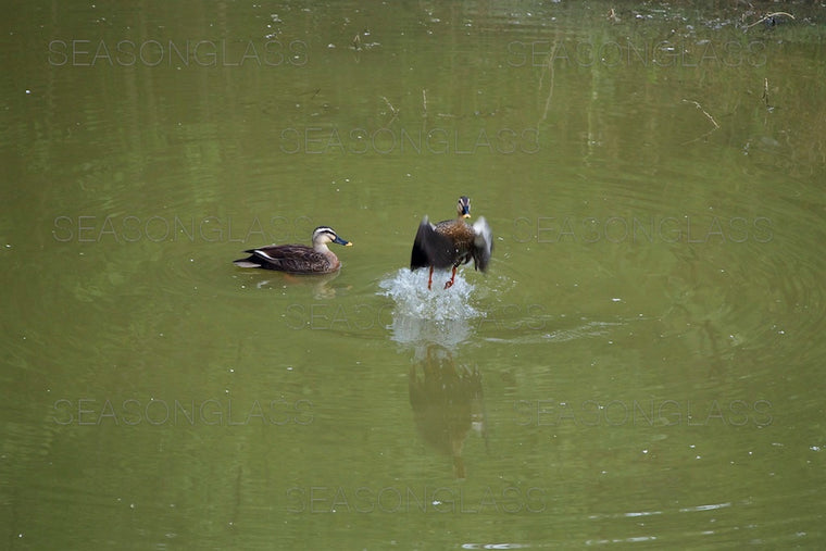 Spot-billed Ducks